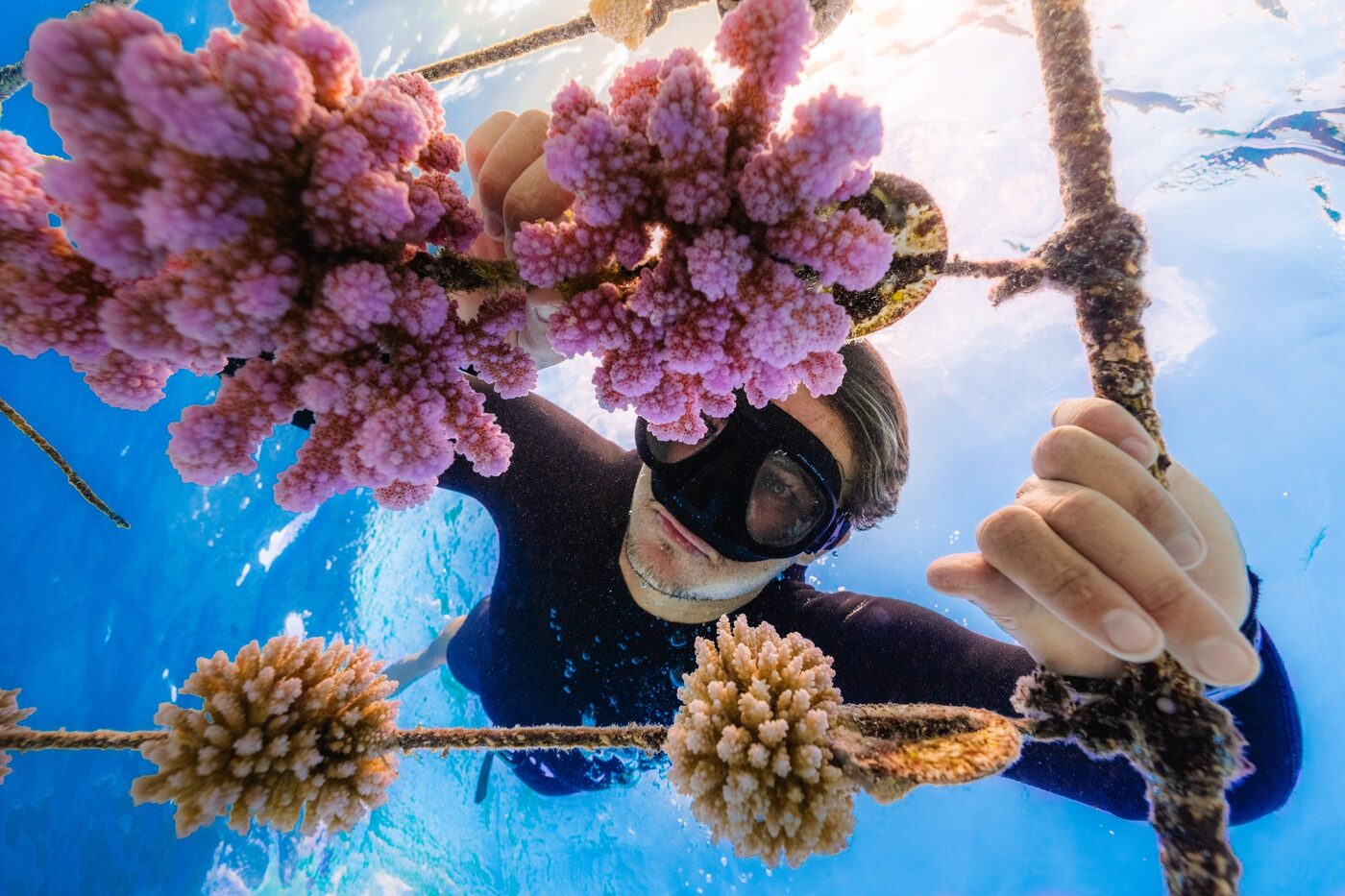 A Coral Gardeners diver tending coral in an underwater nursery